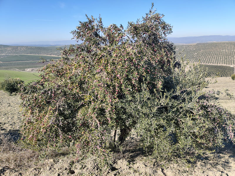 Normalmente el uso del Olivo Arbequina es para el aceite de oliva.